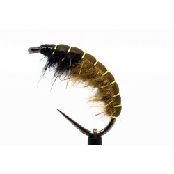 Olivový bobeš s chartreuse kroužkováním