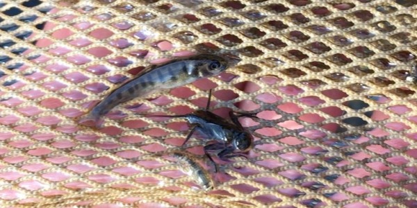 Bagry v akci na našem chovném potoce