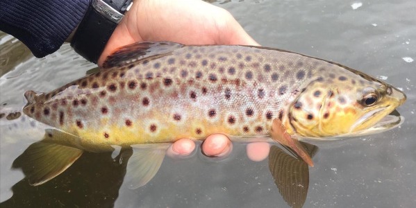 Magický lov stylem muška splávek