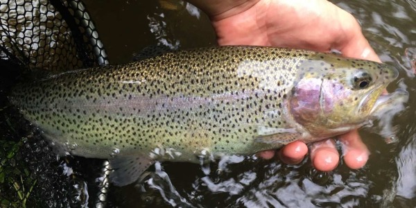 Odpověď k článku muška splávek