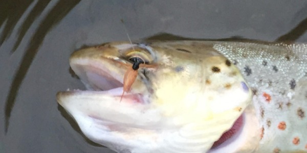 Mimopstruhové muškaření na Úpě